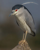 Portrait of a night heron Poster och Canvastavla
