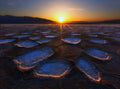 Crystal Flower in Death Valley Poster och Canvastavla
