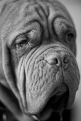 dog portrait Poster och Canvastavla