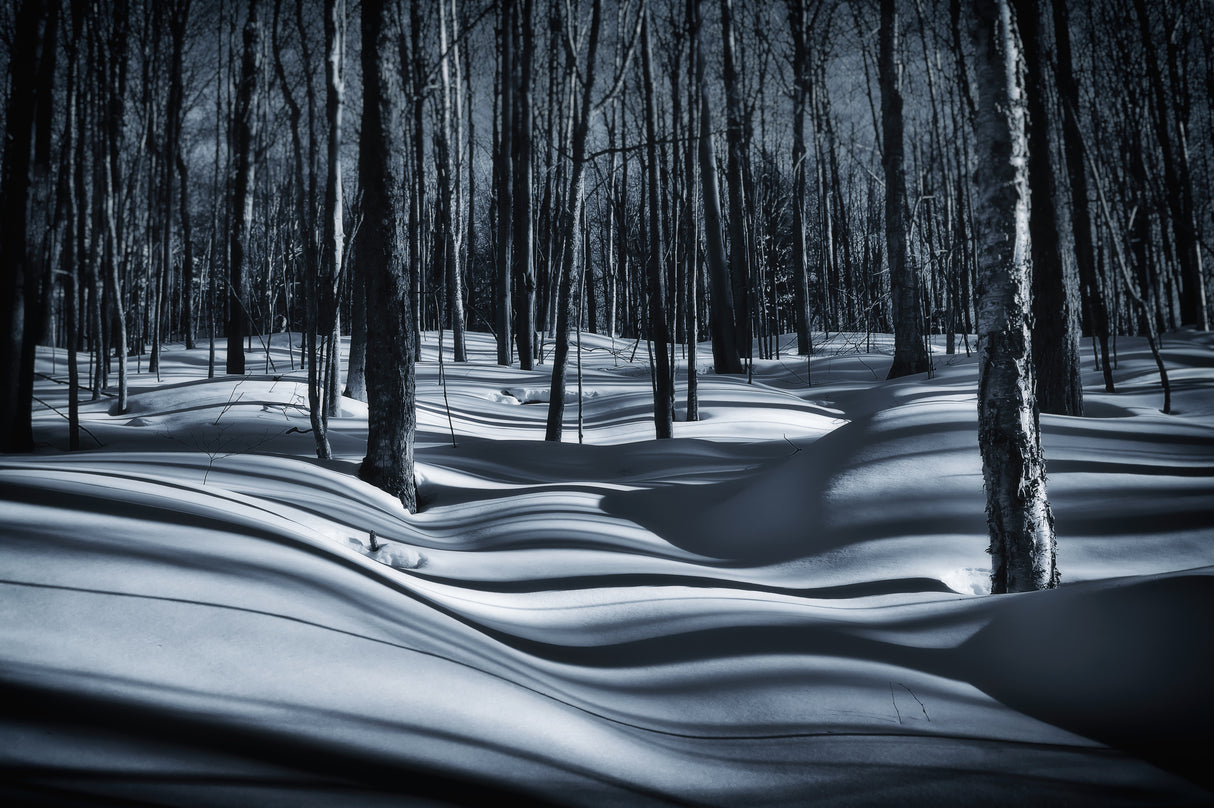 Sous-bois en hiver Poster och Canvastavla
