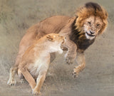 Playful Simba and Nala Poster och Canvastavla