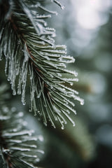 Winter Impressions No 5 Poster och Canvastavla