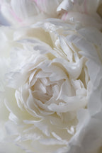 Peony_14 Poster och Canvastavla