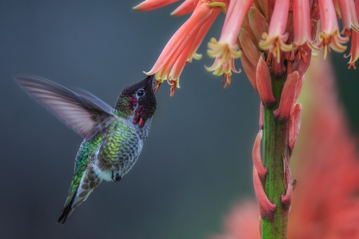 Winter Hummingbird Poster och Canvastavla