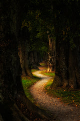 Fairytale forest Poster och Canvastavla