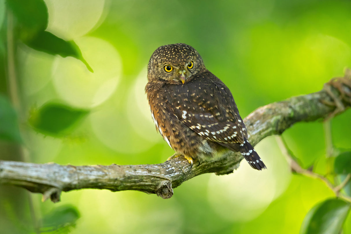 Costa Rican pygmy owl Poster och Canvastavla