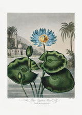 The Blue Egyptian Water-Lily from The Temple of Flora (1807) Poster och Canvastavla