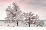 Winterdream Poster och Canvastavla