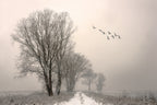 Winterlight Poster och Canvastavla