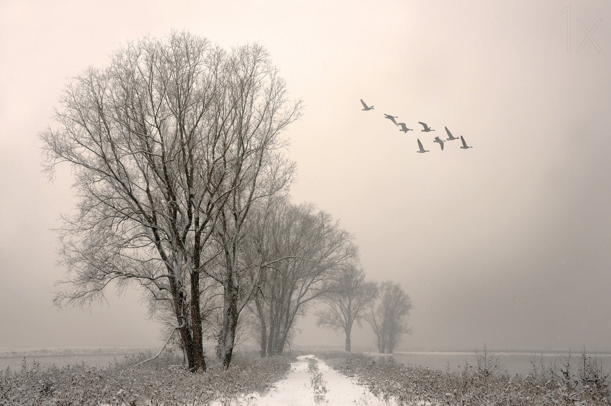 Winterlight Poster och Canvastavla