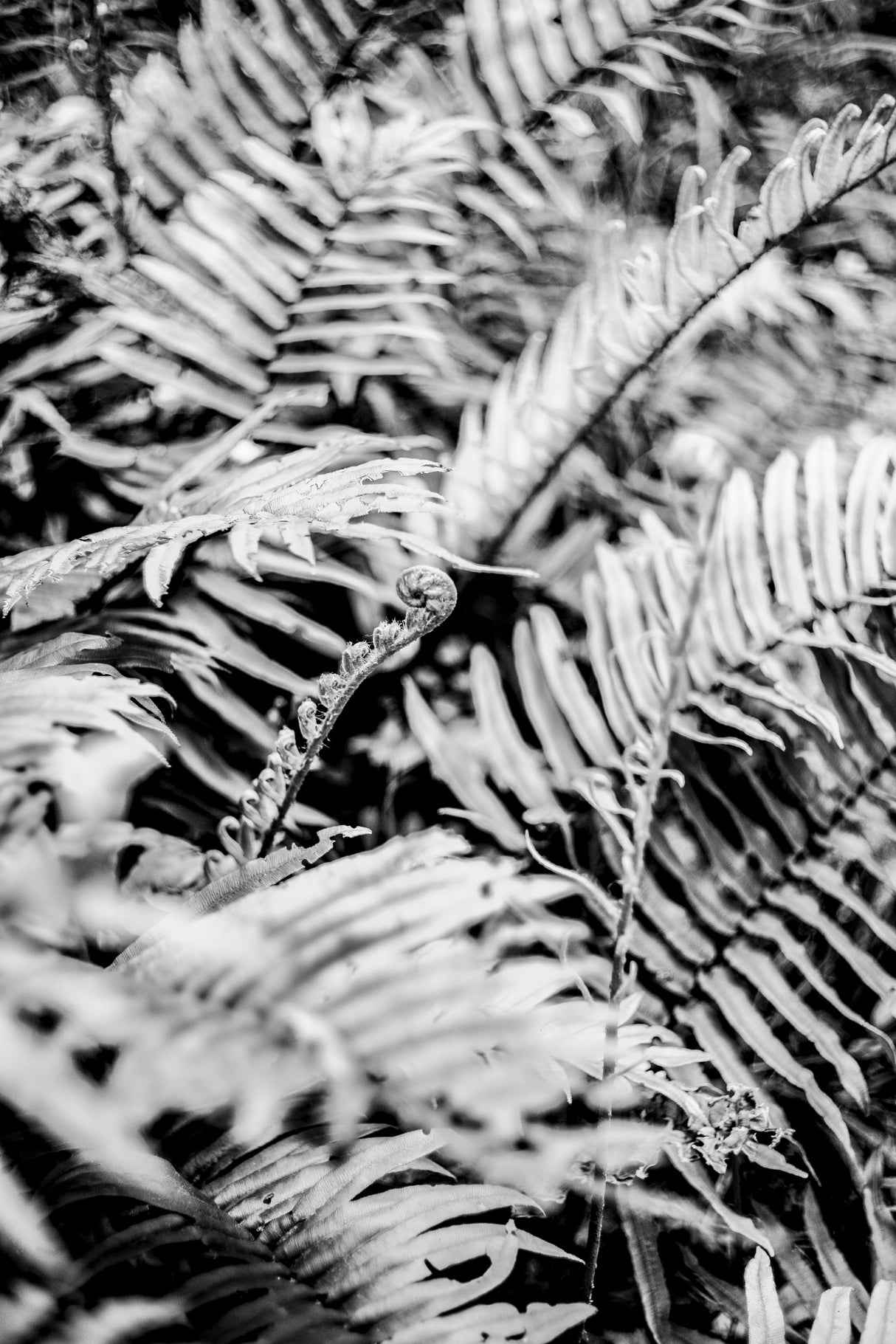 Forest Fern Poster och Canvastavla