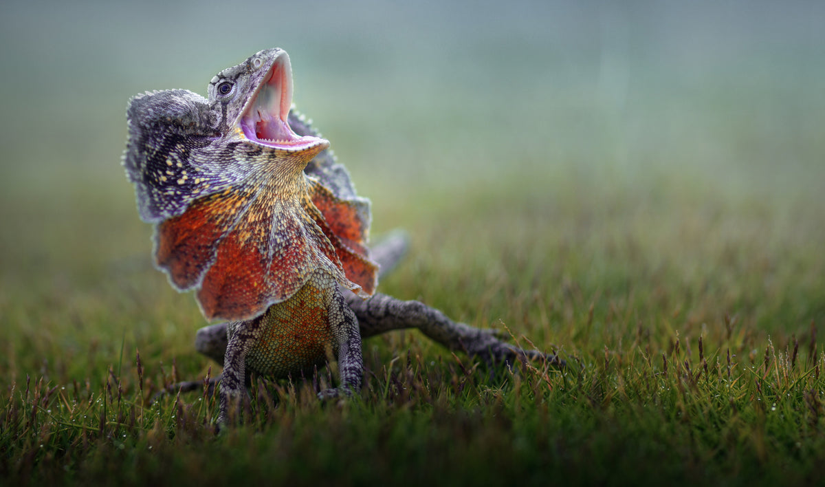 Frilled Dragon Poster och Canvastavla