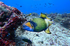 Rainbow fish Poster och Canvastavla