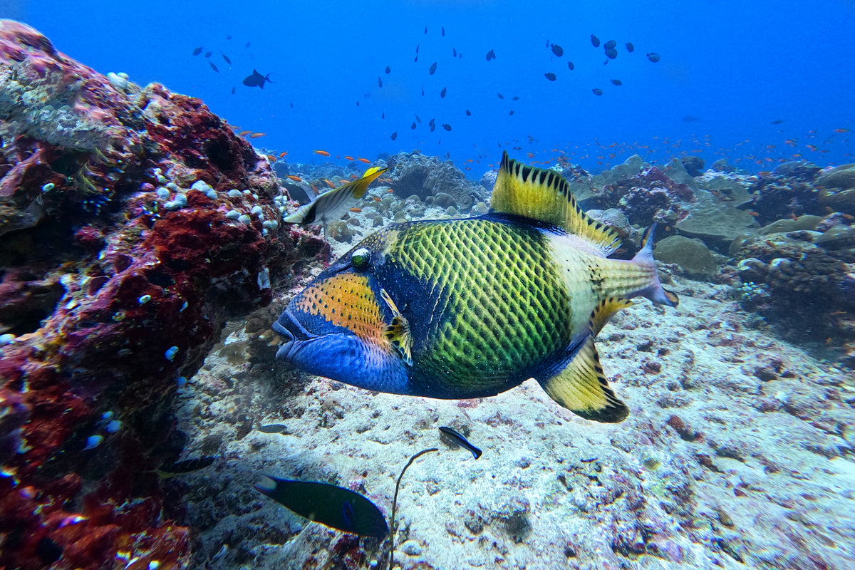 Rainbow fish Poster och Canvastavla