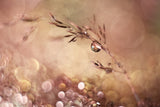 Pastel dream Poster och Canvastavla