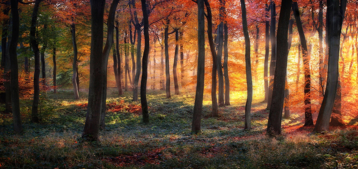 Autumn Woodland Sunrise Poster och Canvastavla