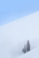 Single Tree in the Mountain Poster och Canvastavla