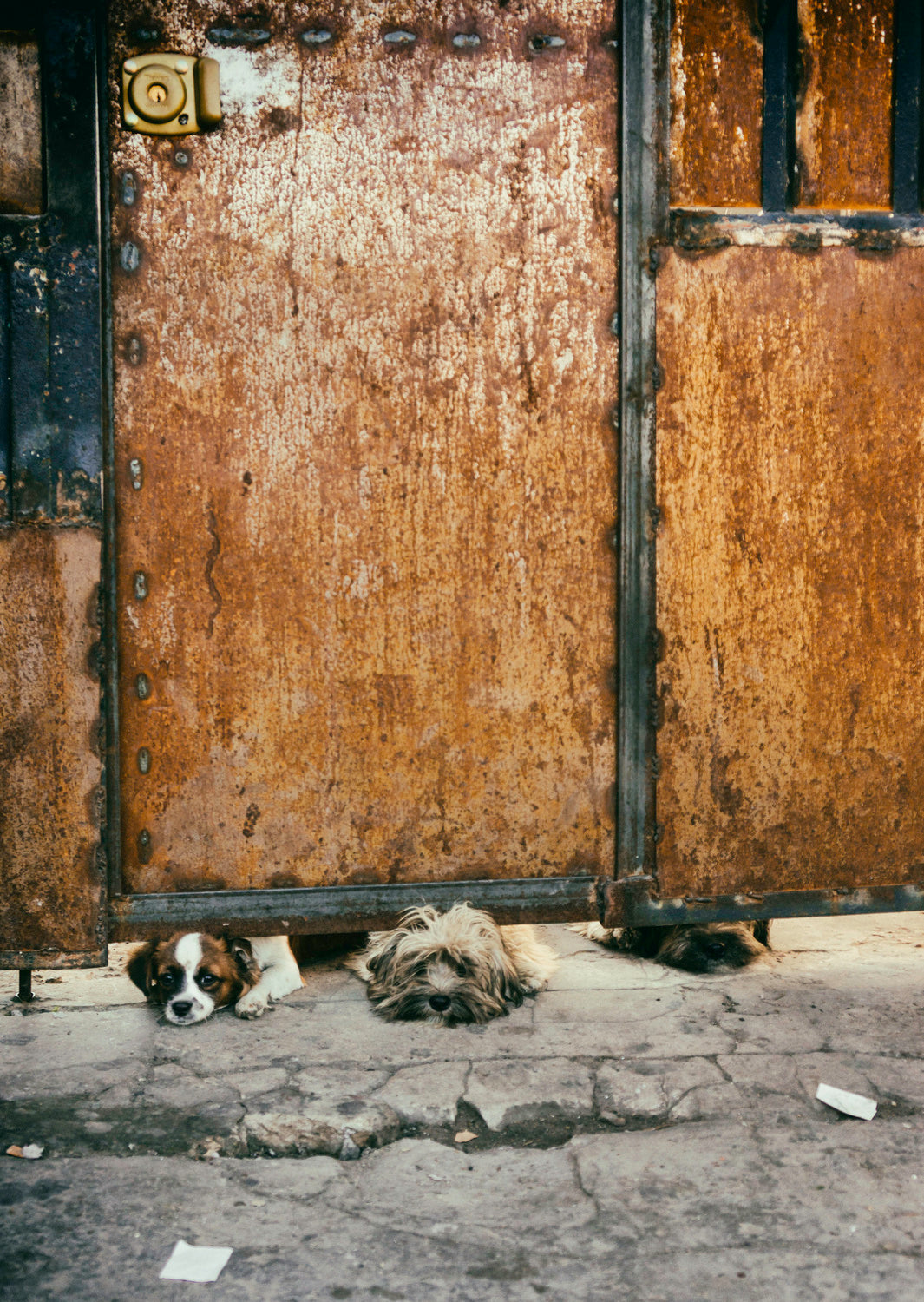 Three sad dogs Poster och Canvastavla