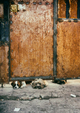Three sad dogs Poster och Canvastavla