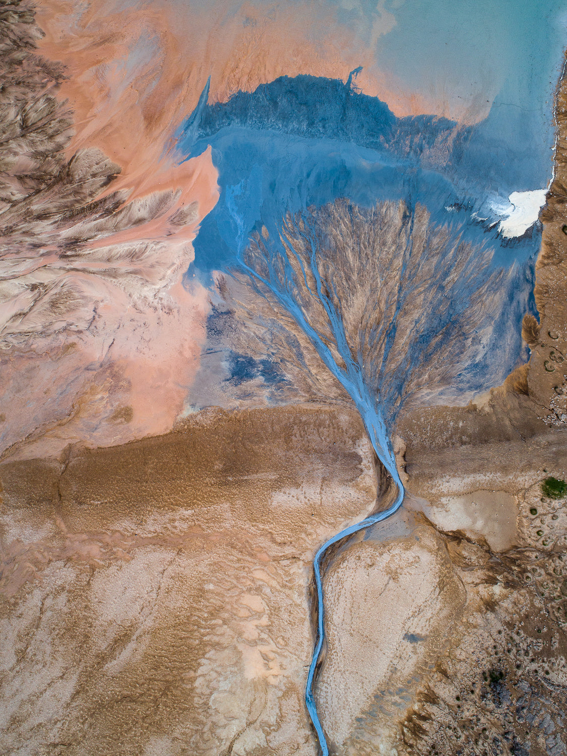 The blue tree Poster och Canvastavla