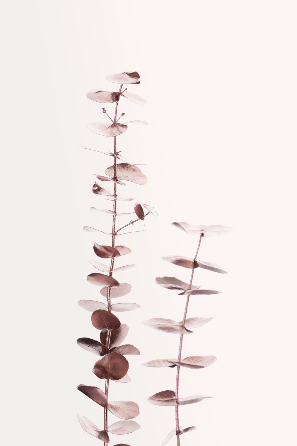 Eucalyptus Copper No 02 Poster och Canvastavla
