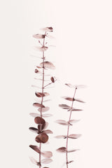 Eucalyptus Copper No 02 Poster och Canvastavla