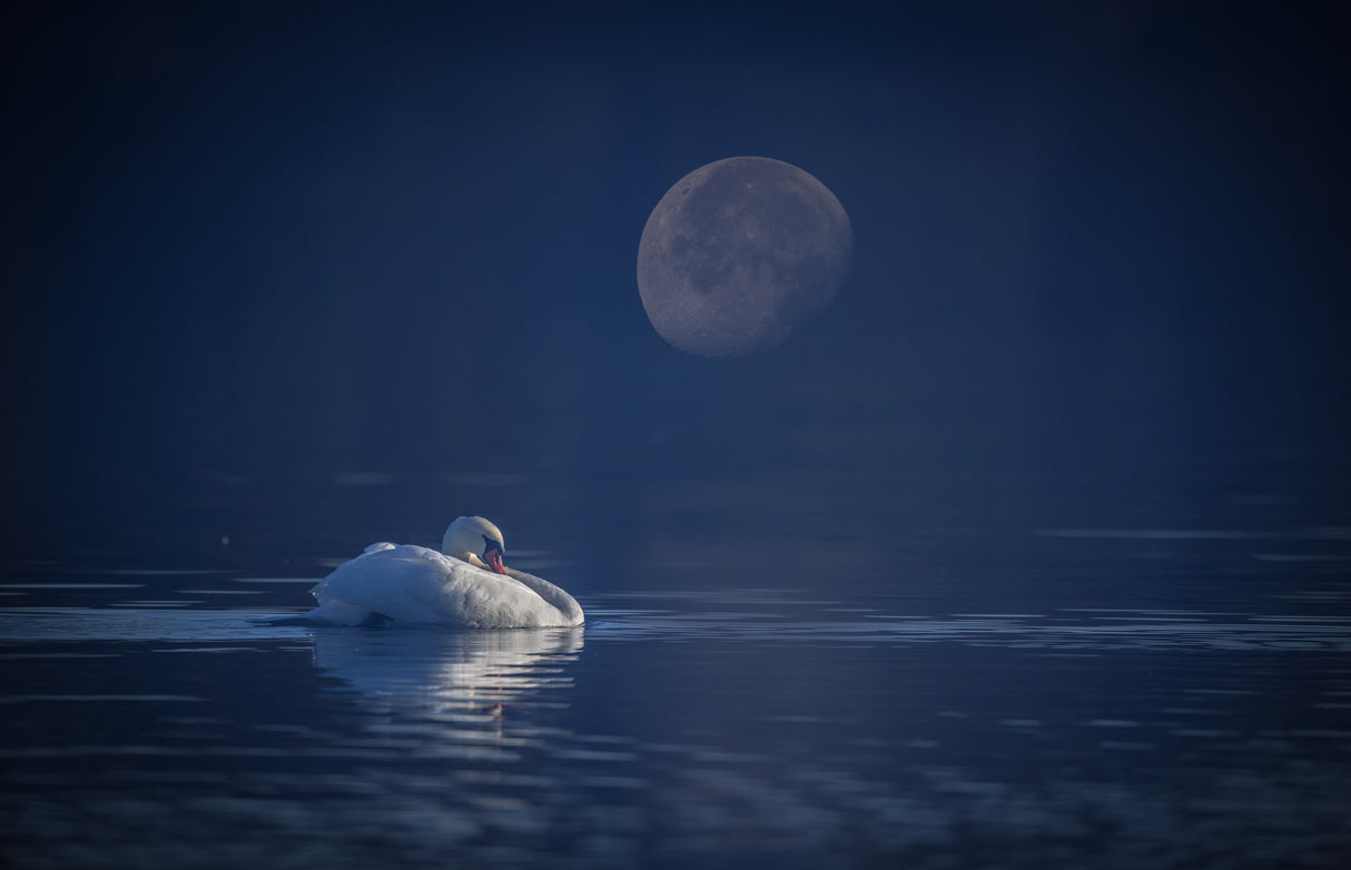 Moon night Poster och Canvastavla