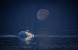 Moon night Poster och Canvastavla
