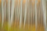Aspen Blur Poster och Canvastavla