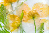 Meconopsis Poster och Canvastavla