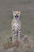 The laughing cheetah Poster och Canvastavla