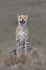 The laughing cheetah Poster och Canvastavla