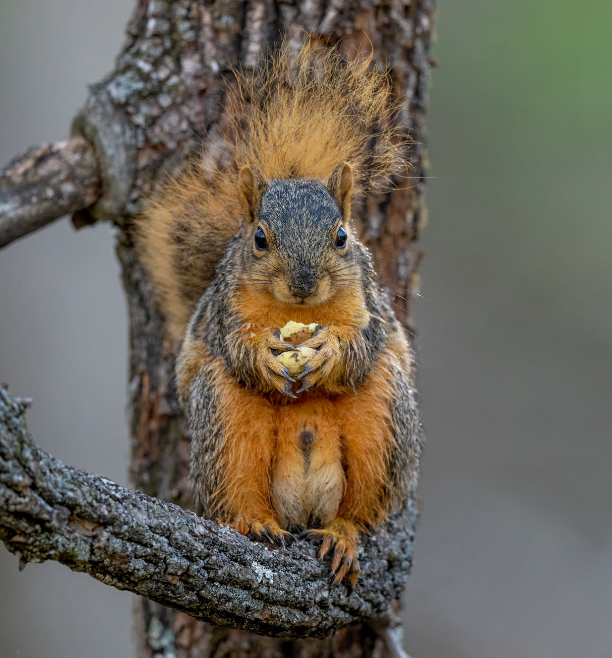 Fox squirrel Poster och Canvastavla