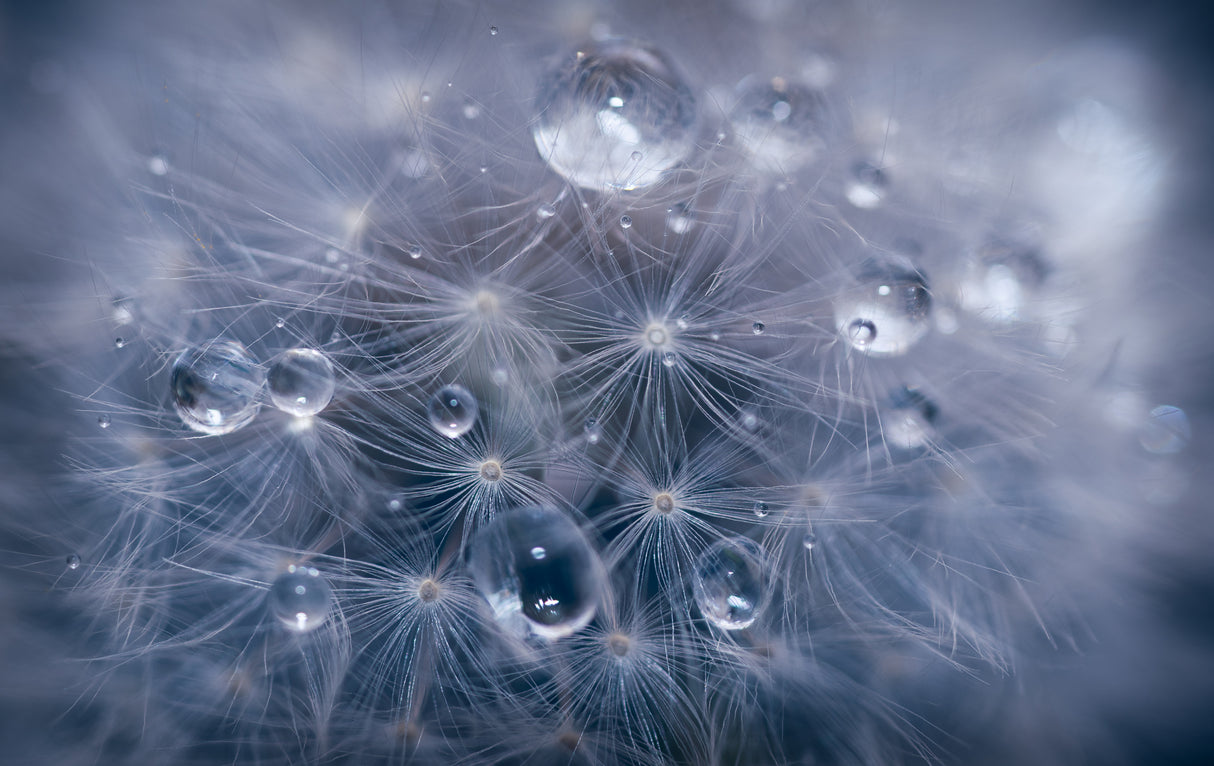Water droplets in dandelion Poster och Canvastavla