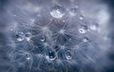 Water droplets in dandelion Poster och Canvastavla