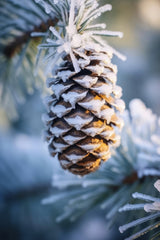 Winter Impressions No 3 Poster och Canvastavla