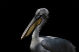 Pelican Poster och Canvastavla