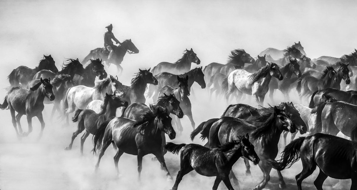 horses Poster och Canvastavla