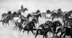 horses Poster och Canvastavla