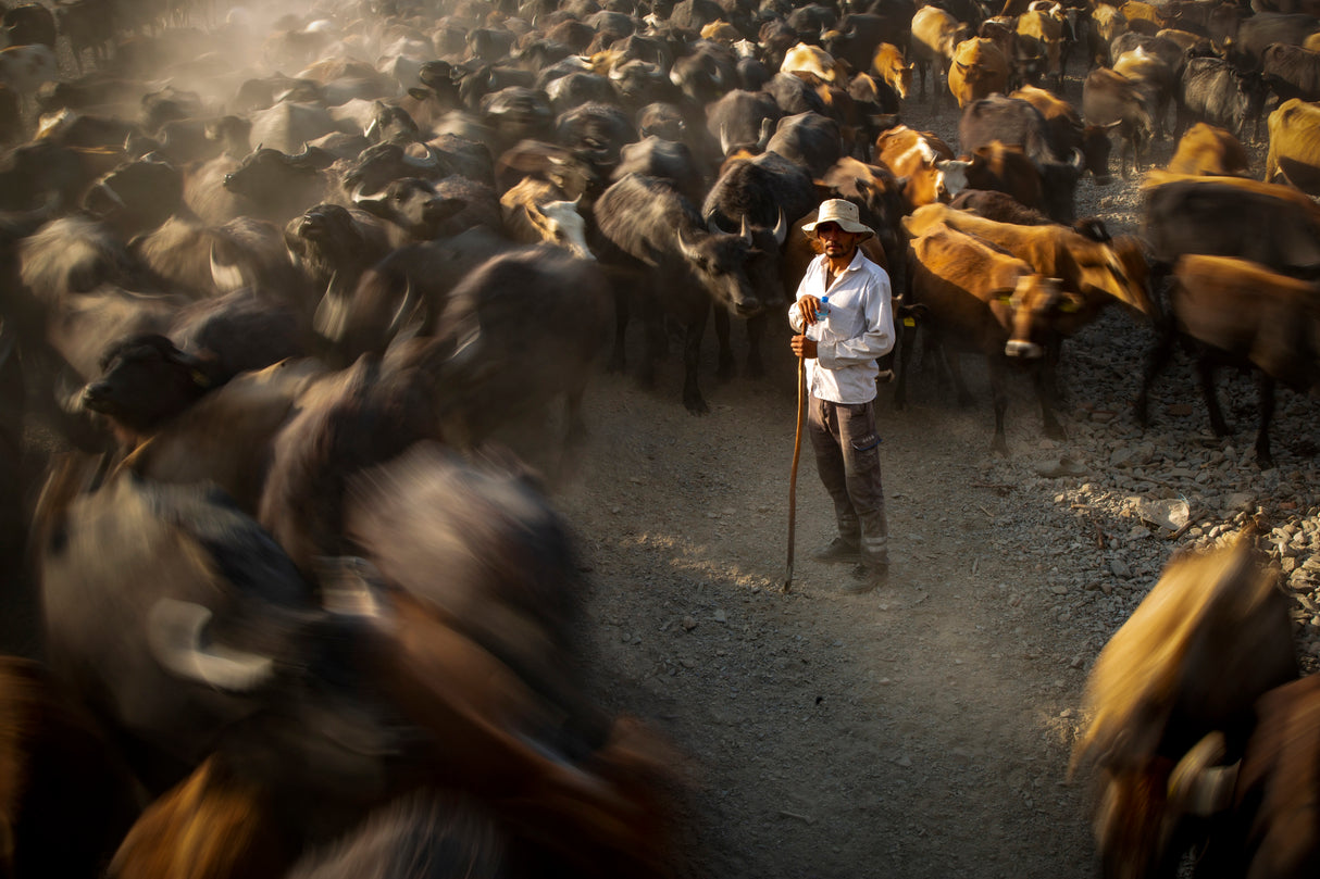 manage the herd Poster och Canvastavla