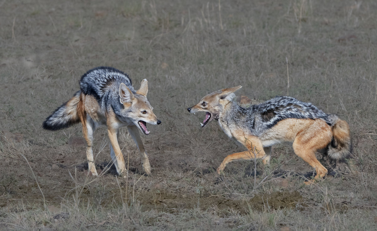 A pair of SilverBack Jackals Poster och Canvastavla