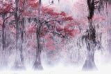 Foggy &amp; Fall Foliage at Caddo Lake Poster och Canvastavla