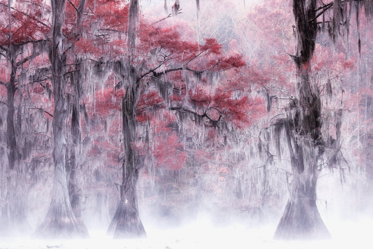Foggy &amp; Fall Foliage at Caddo Lake Poster och Canvastavla