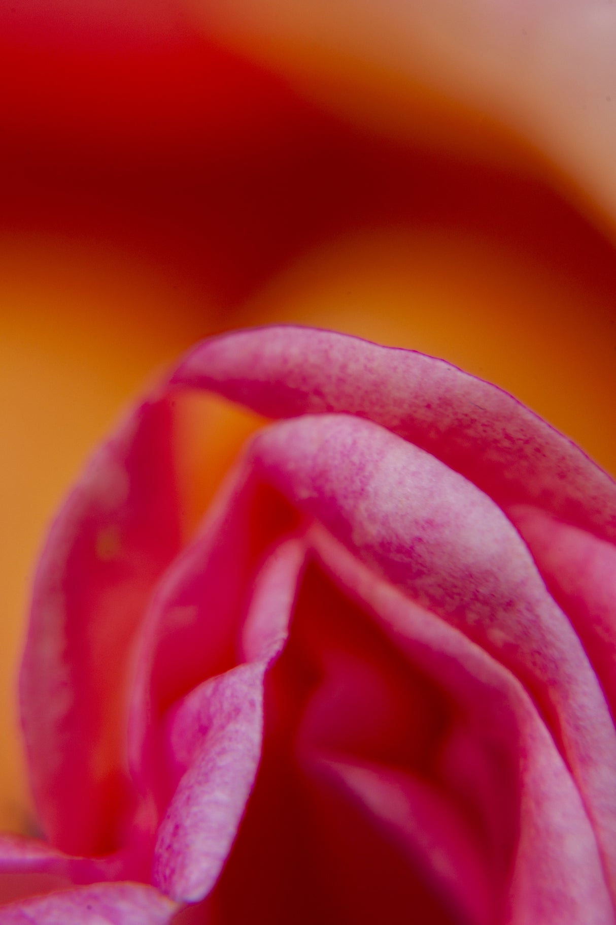 abstract rose leaves Poster och Canvastavla