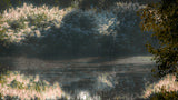 Reed area and midges Poster och Canvastavla