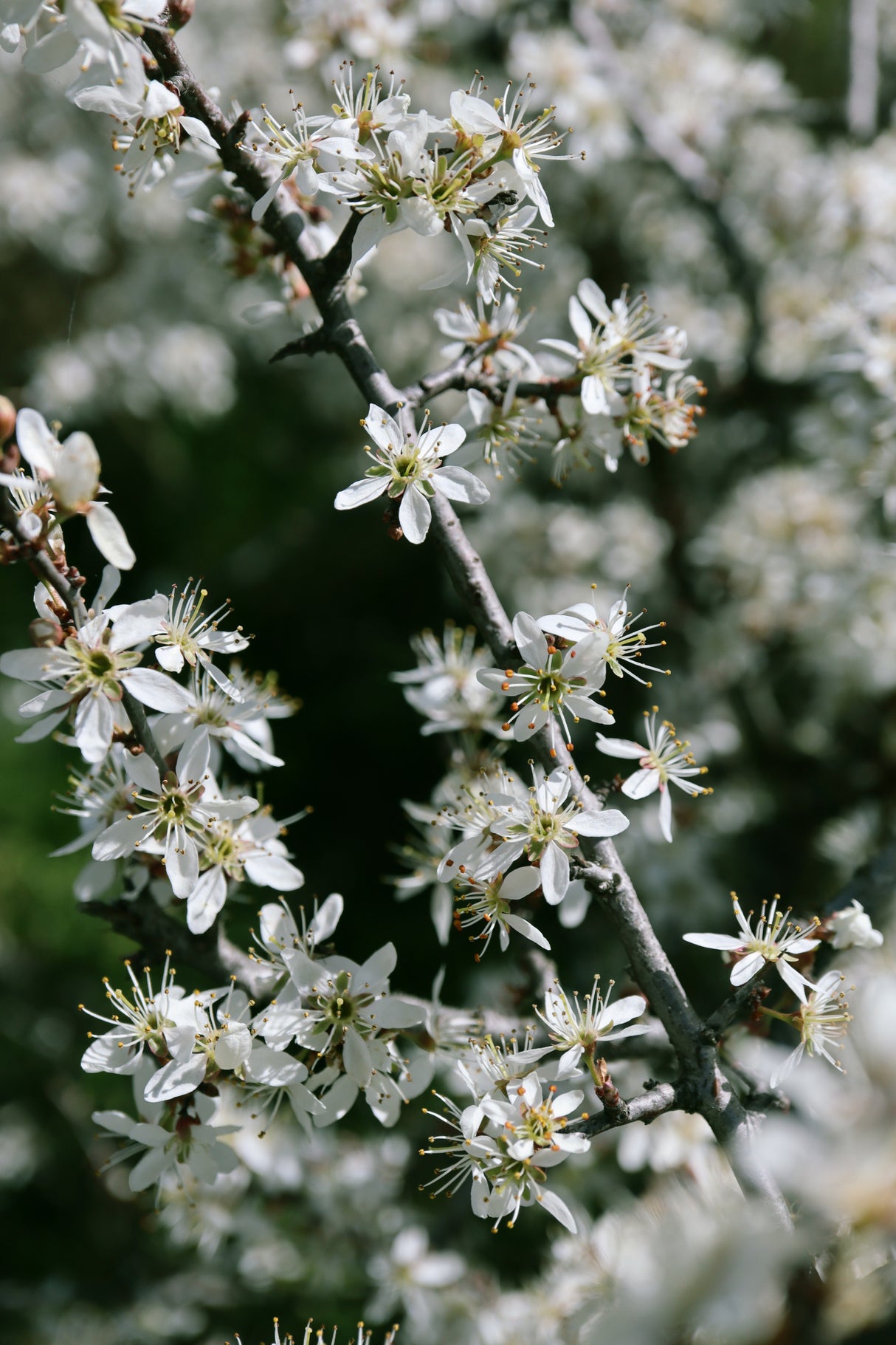 Spring blooms III Poster och Canvastavla