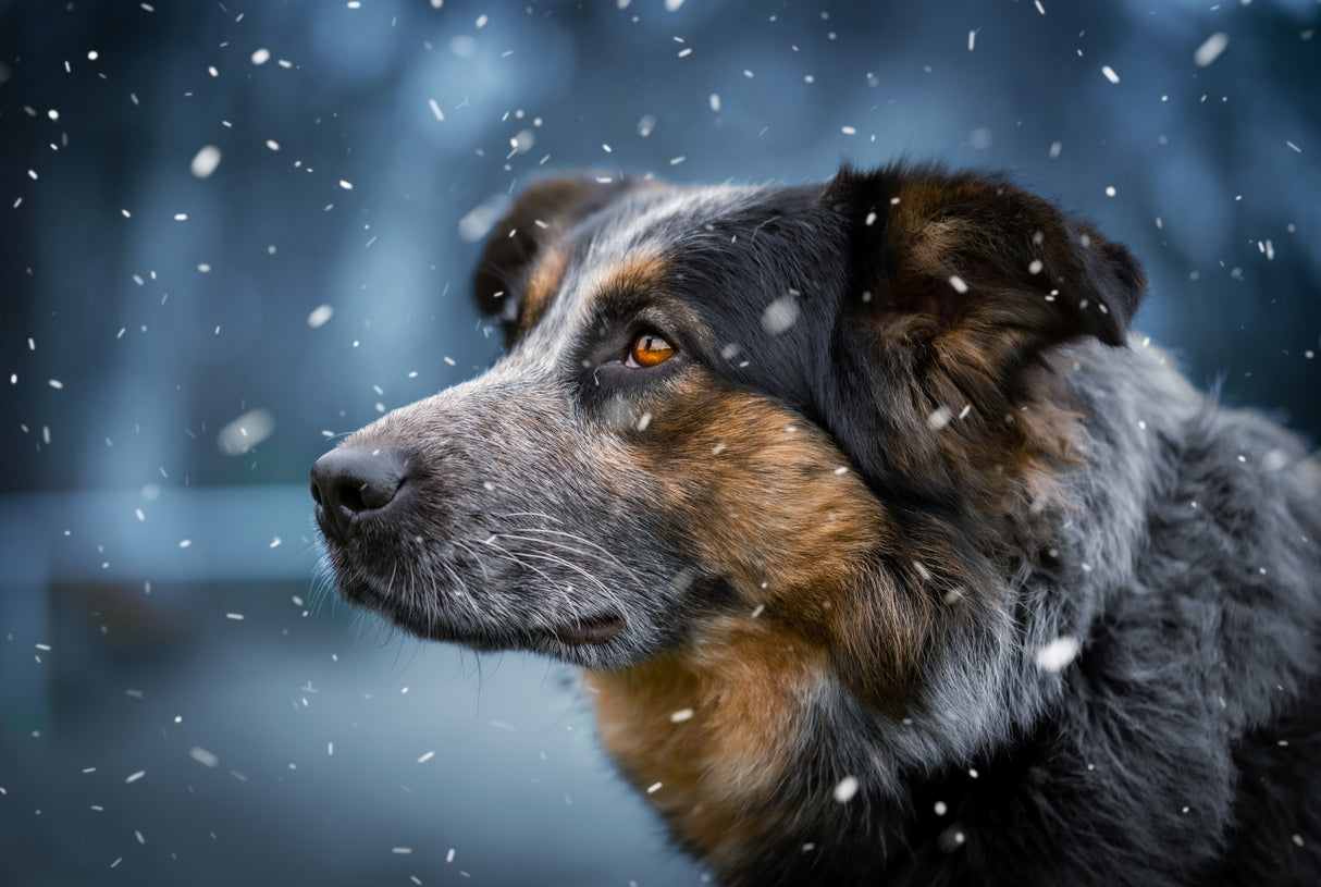 Shelter walls Poster och Canvastavla