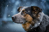 Shelter walls Poster och Canvastavla
