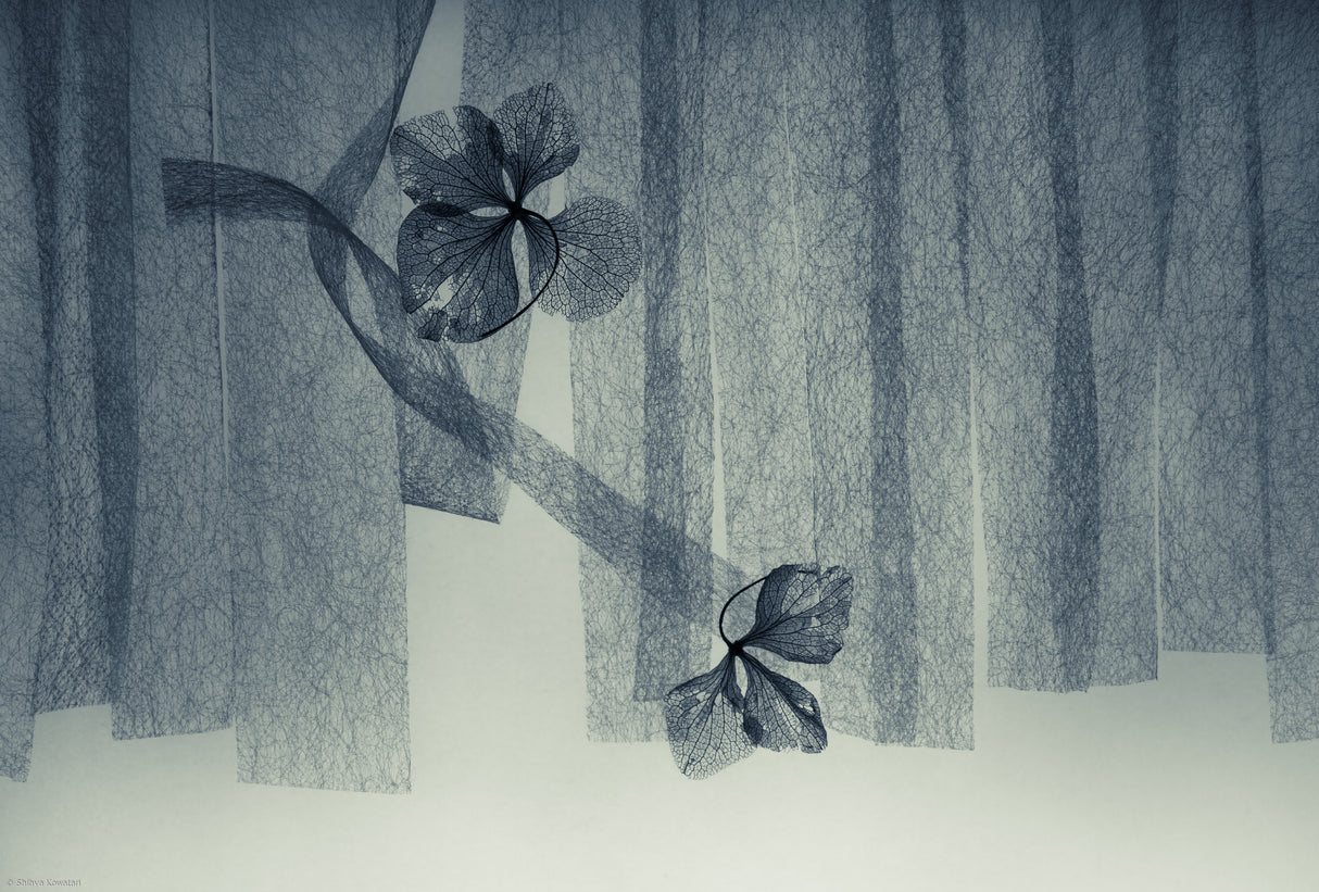 Ephemeral Beauty Poster och Canvastavla