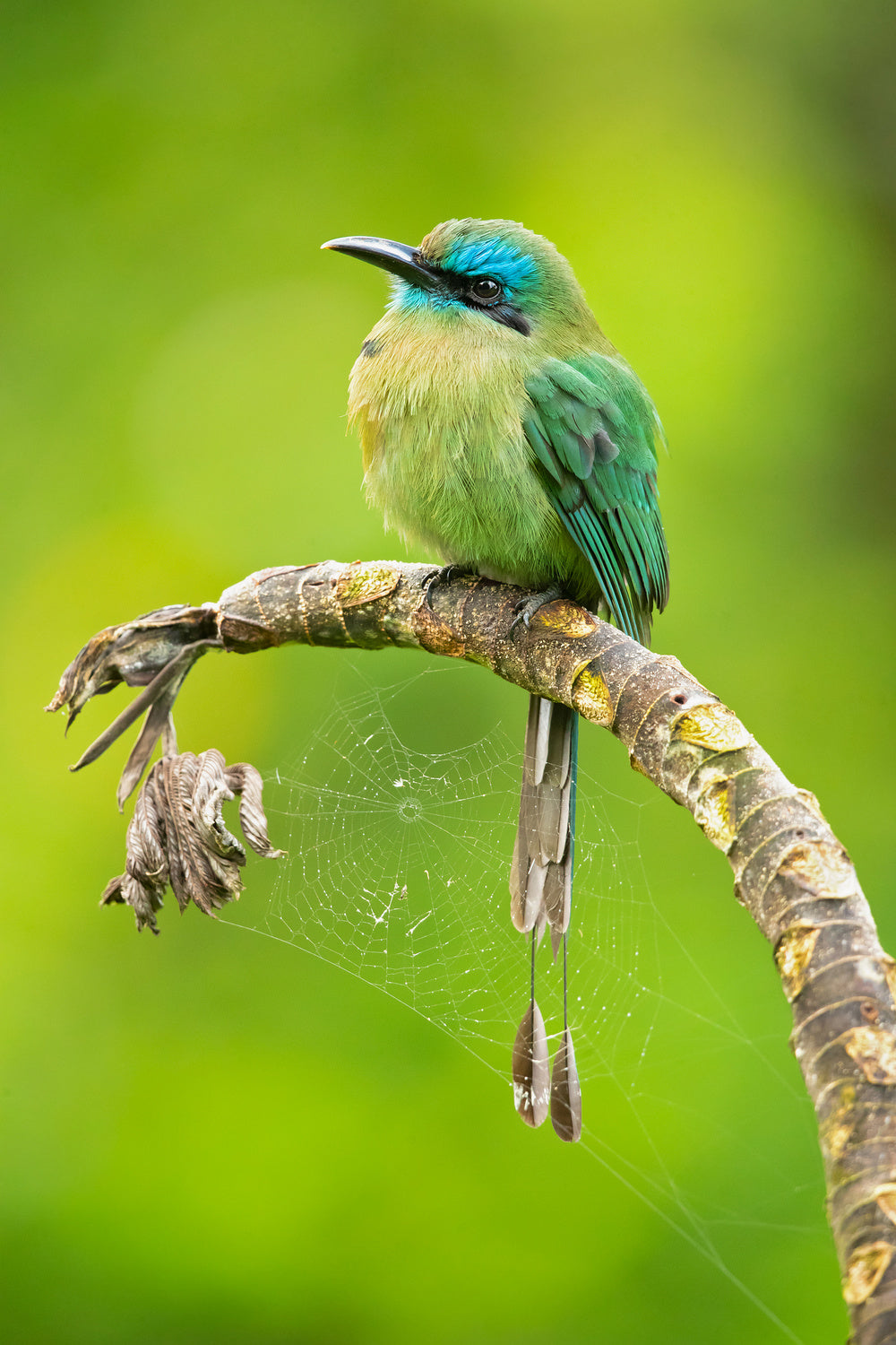 Keel-billed motmot Poster och Canvastavla